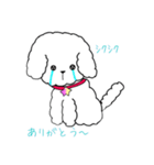白トイプーのNICOちゃん（個別スタンプ：13）