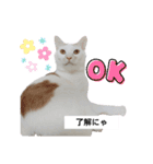 cat talk lovecat（個別スタンプ：1）