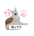 cat talk lovecat（個別スタンプ：2）