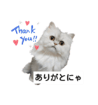 cat talk lovecat（個別スタンプ：6）