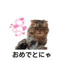 cat talk lovecat（個別スタンプ：8）