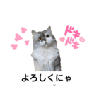 cat talk lovecat（個別スタンプ：10）