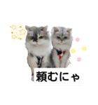 cat talk lovecat（個別スタンプ：11）