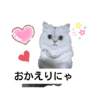 cat talk lovecat（個別スタンプ：24）