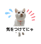 cat talk lovecat（個別スタンプ：27）