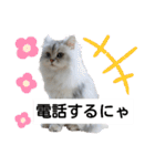 cat talk lovecat（個別スタンプ：31）