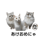 cat talk lovecat（個別スタンプ：32）