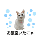 cat talk lovecat（個別スタンプ：34）