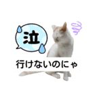 cat talk lovecat（個別スタンプ：37）