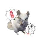 チンチラのみっちゃん♡（個別スタンプ：3）