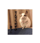 チンチラのみっちゃん♡（個別スタンプ：8）