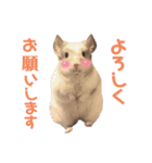 チンチラのみっちゃん♡（個別スタンプ：13）
