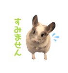 チンチラのみっちゃん♡（個別スタンプ：14）