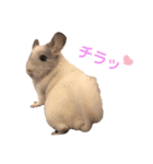チンチラのみっちゃん♡（個別スタンプ：15）