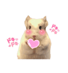 チンチラのみっちゃん♡（個別スタンプ：16）