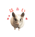 チンチラのみっちゃん♡（個別スタンプ：17）
