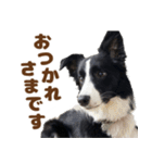 ボーダーコリーみるくの日常〜犬スタンプ〜（個別スタンプ：7）