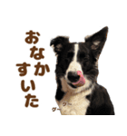 ボーダーコリーみるくの日常〜犬スタンプ〜（個別スタンプ：19）