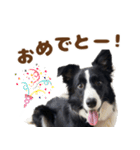 ボーダーコリーみるくの日常〜犬スタンプ〜（個別スタンプ：23）