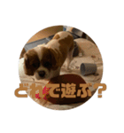 イッヌスタンプ⑤（個別スタンプ：25）