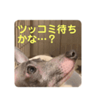 パオラ＆オルタ②（個別スタンプ：6）