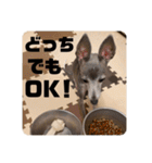 パオラ＆オルタ②（個別スタンプ：22）