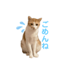 マガリシッポのスタンプ3（個別スタンプ：4）