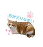 マガリシッポのスタンプ3（個別スタンプ：15）