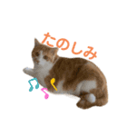 マガリシッポのスタンプ3（個別スタンプ：16）