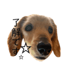 カレンぷ（個別スタンプ：1）