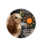カレンぷ（個別スタンプ：2）