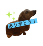 カレンぷ（個別スタンプ：4）