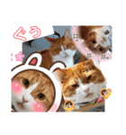 からあげは猫の名前です。part3（個別スタンプ：3）