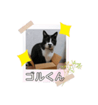 からあげは猫の名前です。part3（個別スタンプ：5）