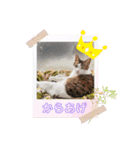 からあげは猫の名前です。part3（個別スタンプ：7）