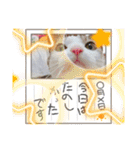 からあげは猫の名前です。part3（個別スタンプ：8）