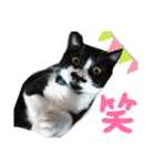 からあげは猫の名前です。part3（個別スタンプ：10）