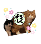からあげは猫の名前です。part3（個別スタンプ：12）