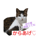 からあげは猫の名前です。part3（個別スタンプ：13）