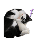 からあげは猫の名前です。part3（個別スタンプ：14）