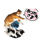 からあげは猫の名前です。part3（個別スタンプ：15）