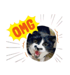 からあげは猫の名前です。part3（個別スタンプ：17）