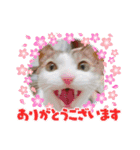 からあげは猫の名前です。part3（個別スタンプ：21）