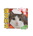 からあげは猫の名前です。part3（個別スタンプ：33）