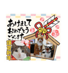 からあげは猫の名前です。part3（個別スタンプ：35）