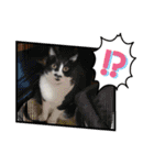 からあげは猫の名前です。part3（個別スタンプ：37）