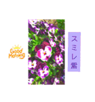 裕一の花コレクション1（個別スタンプ：7）