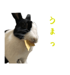 うさぎの茶々2（個別スタンプ：1）