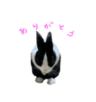 うさぎの茶々2（個別スタンプ：2）