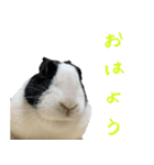 うさぎの茶々2（個別スタンプ：7）
